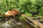 Bär im Kölner Zoo (Originalbild)